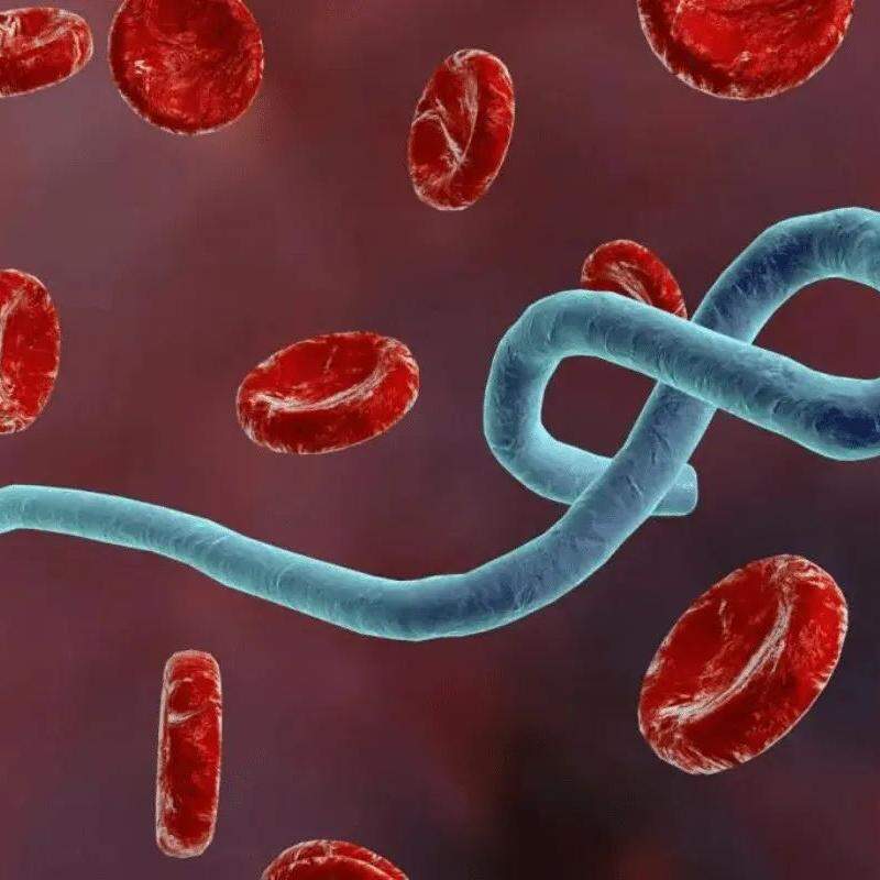 O vírus ebola atinge humanos e primatas (macacos, gorilas e chimpanzés)