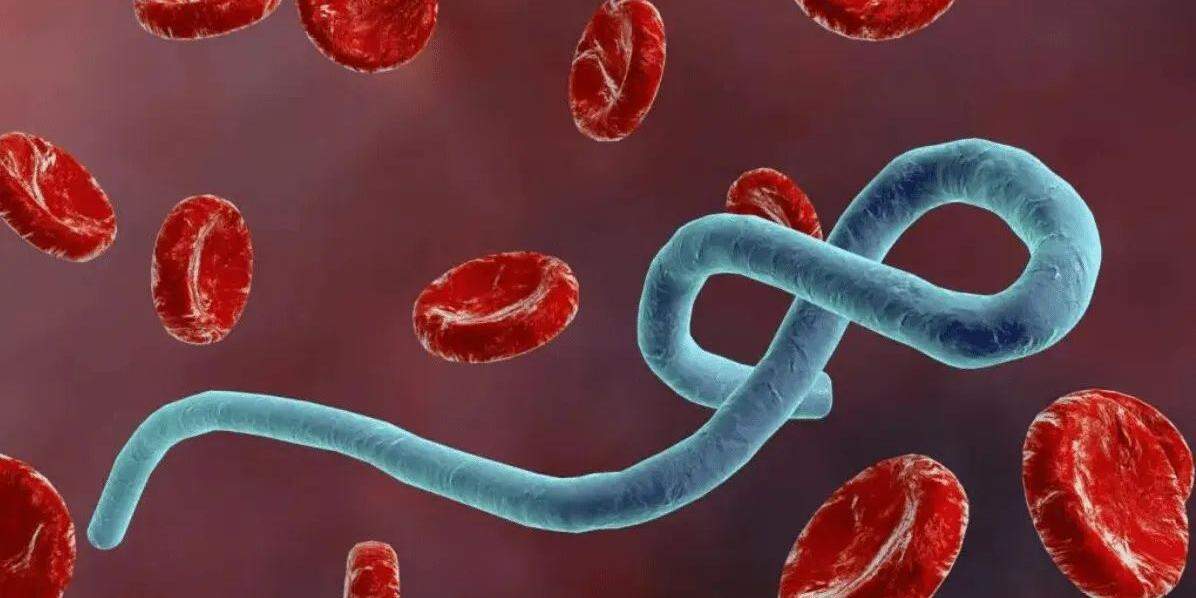 O vírus ebola atinge humanos e primatas (macacos, gorilas e chimpanzés)