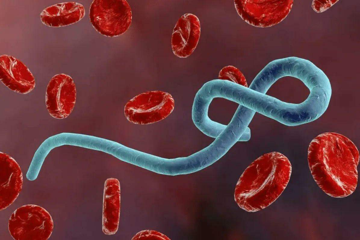 O vírus ebola atinge humanos e primatas (macacos, gorilas e chimpanzés)