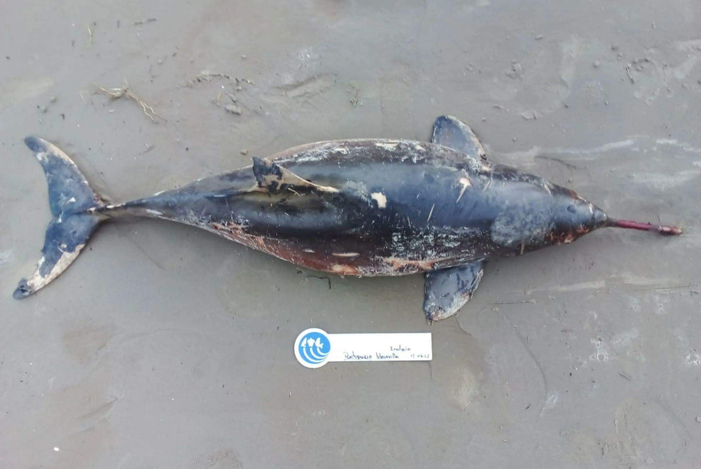 Toninha estava prenha e com petrechos de pesca pelo corpo, segundo técnicos do Gremar