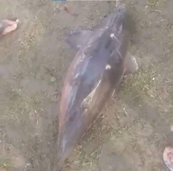 Animal foi encontrado na faixa de areia da praia da Vista Linda