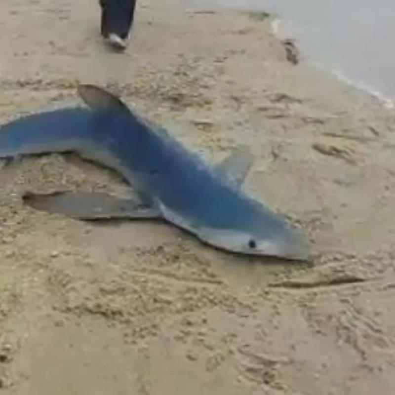 Tubarão-azul é encontrado na orla de praia no litoral de SP