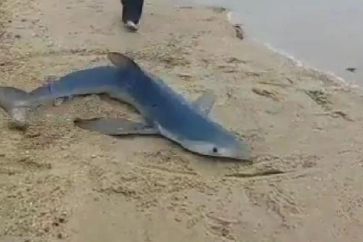 Tubarão-azul é encontrado na orla de praia no litoral de SP
