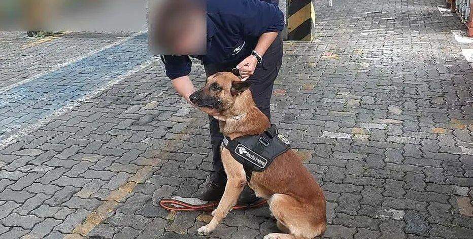 Junto com outros dois cães farejadores, Uruk é treinado por profissionais da Alfândega