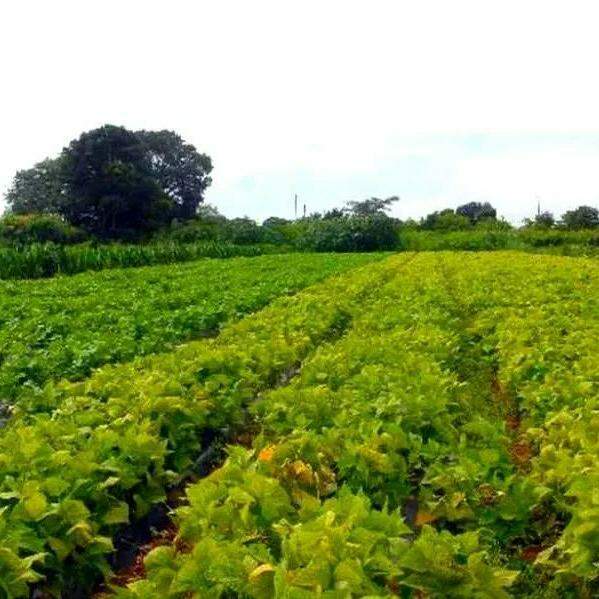 Brasil se firma como fiador alimentar, mas dependência de insumos ameaça margens