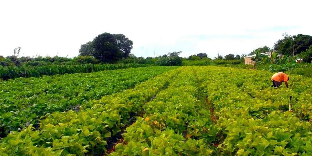 Brasil se firma como fiador alimentar, mas dependência de insumos ameaça margens