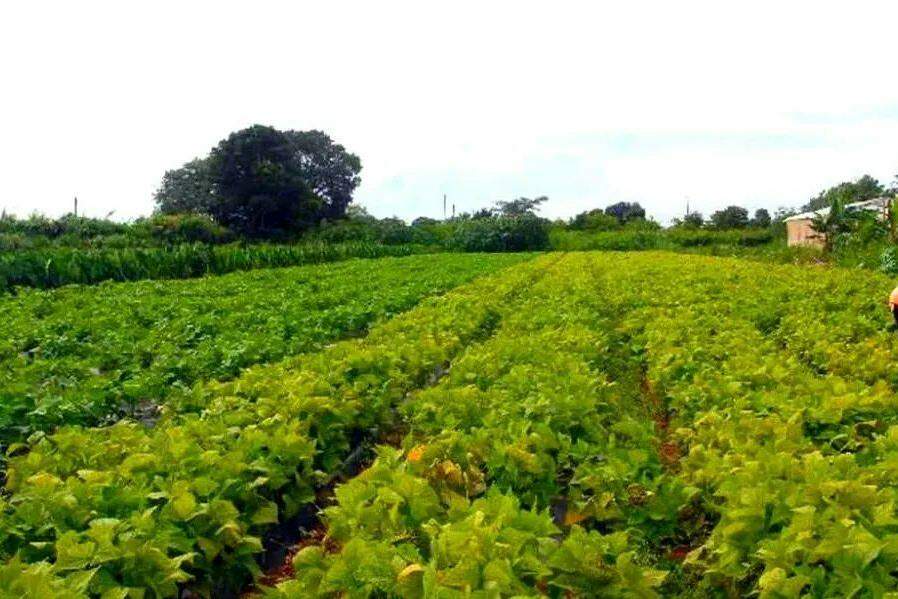 Brasil se firma como fiador alimentar, mas dependência de insumos ameaça margens