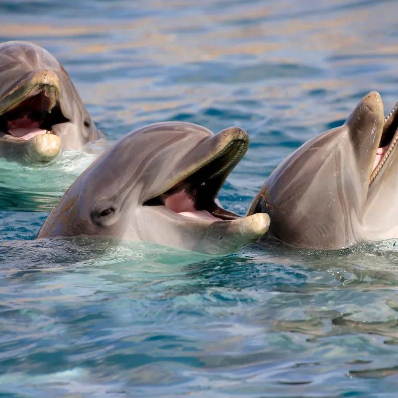 Os golfinhos-nariz-de-garrafa em Laguna (SC): uma parceria com os humanos que ressignifica a própria visão que temos da vida selvagem