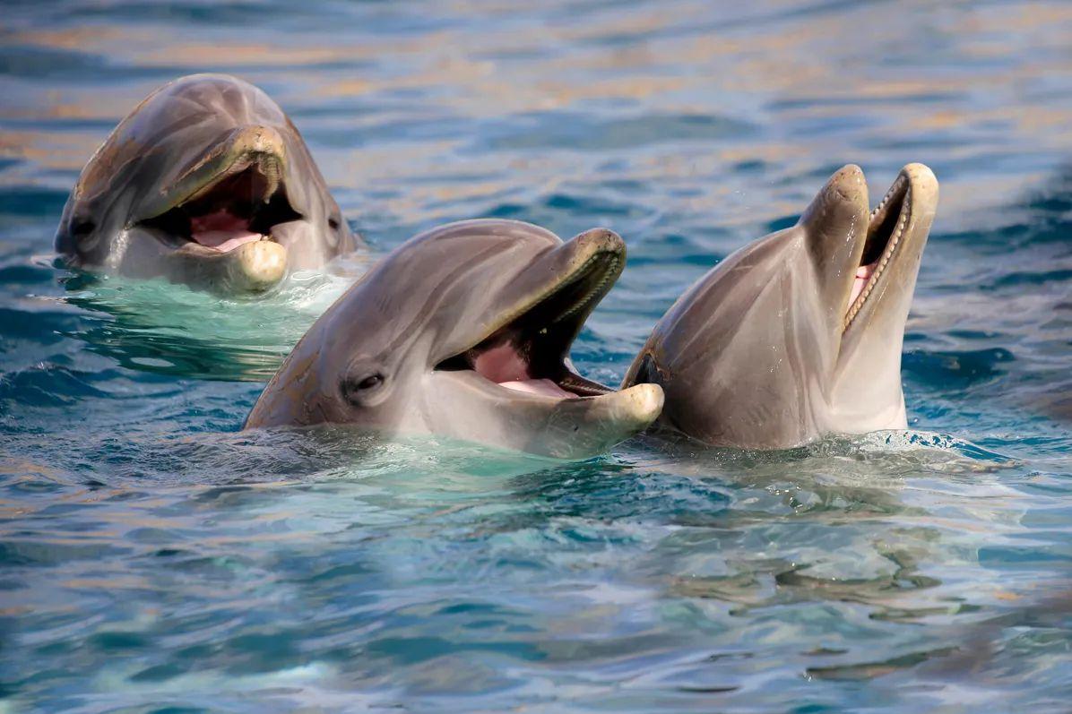 Os golfinhos-nariz-de-garrafa em Laguna (SC): uma parceria com os humanos que ressignifica a própria visão que temos da vida selvagem
