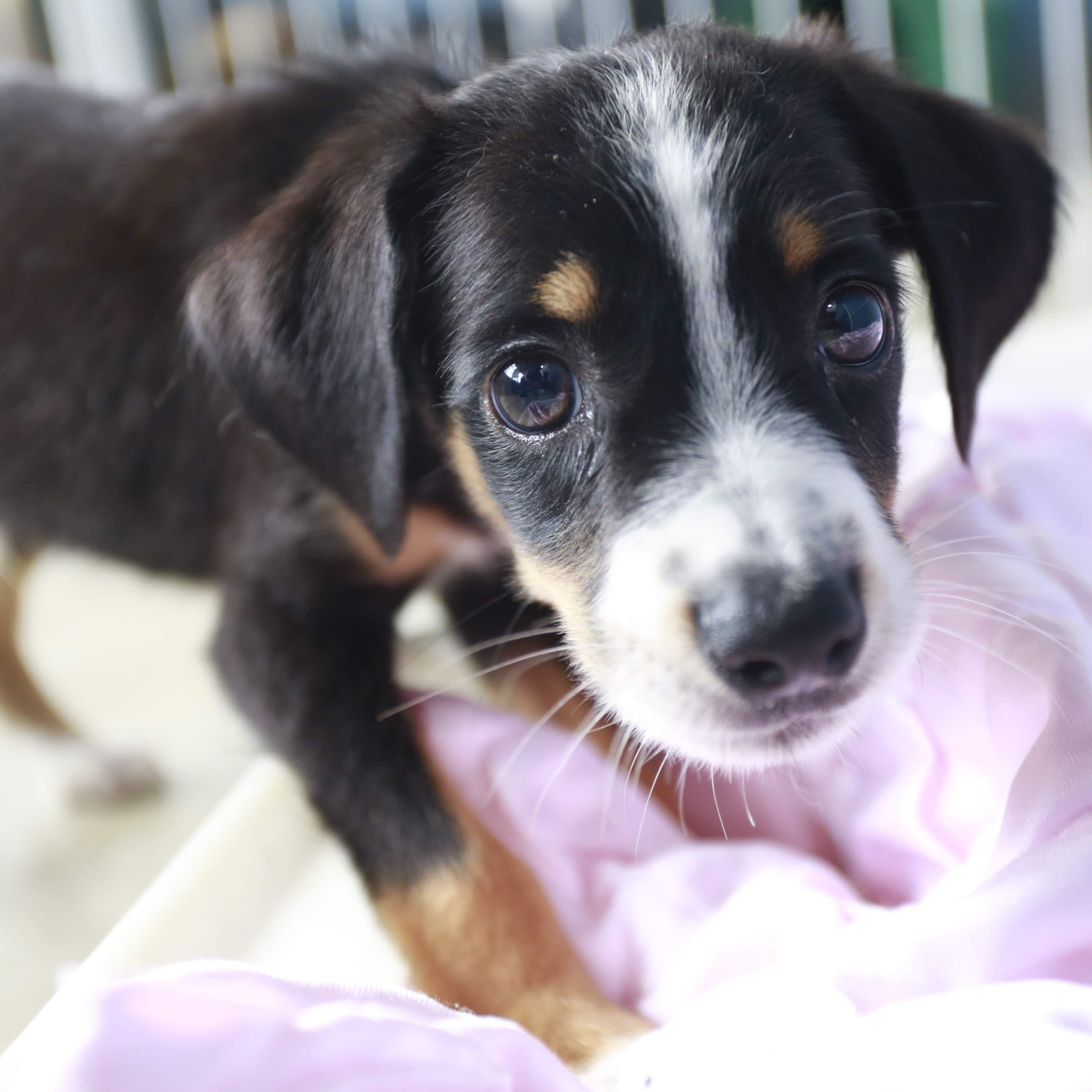 A legislação prevê multa para outras ações de maus-tratos e crueldade contra animais