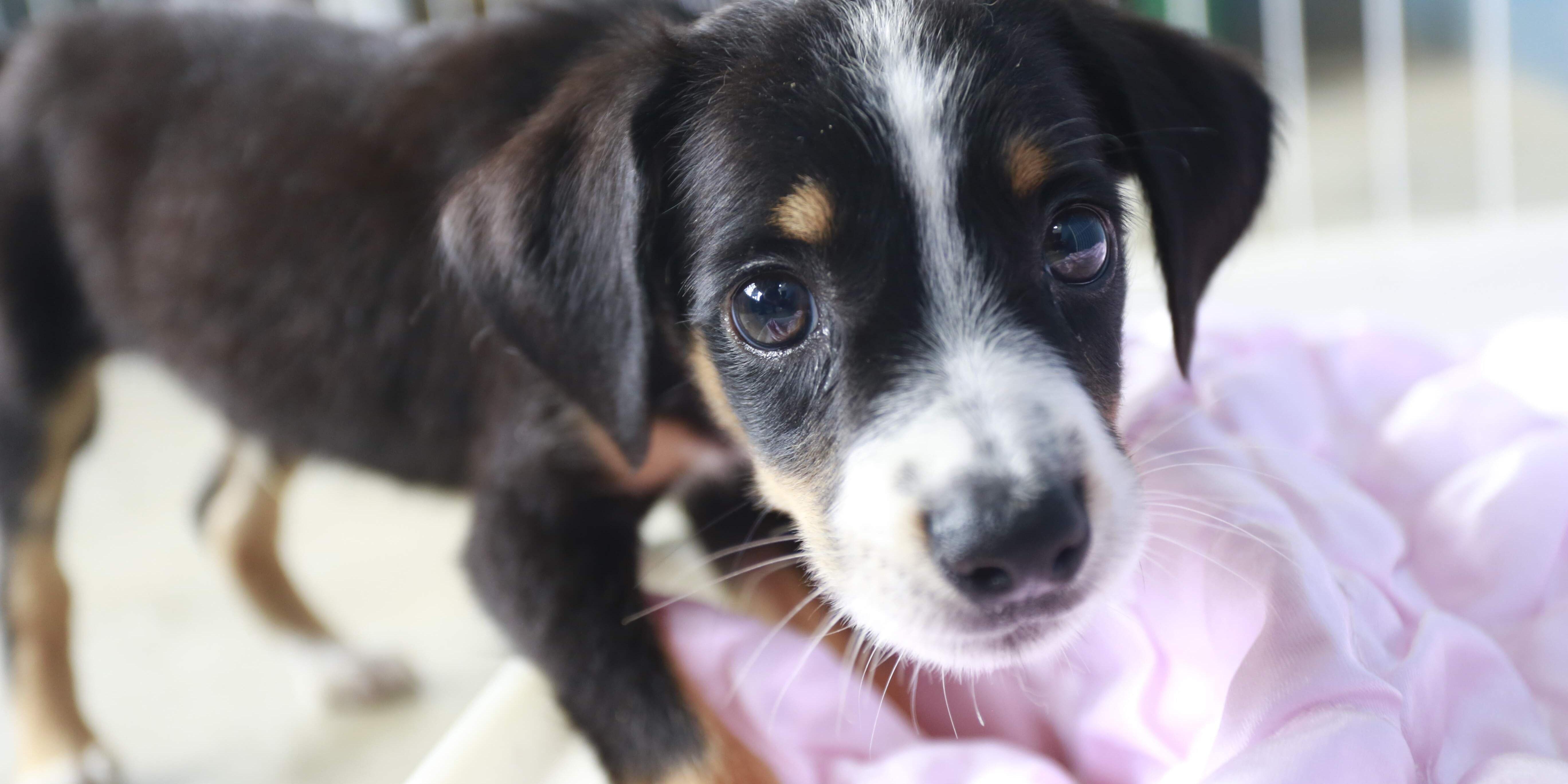 A legislação prevê multa para outras ações de maus-tratos e crueldade contra animais