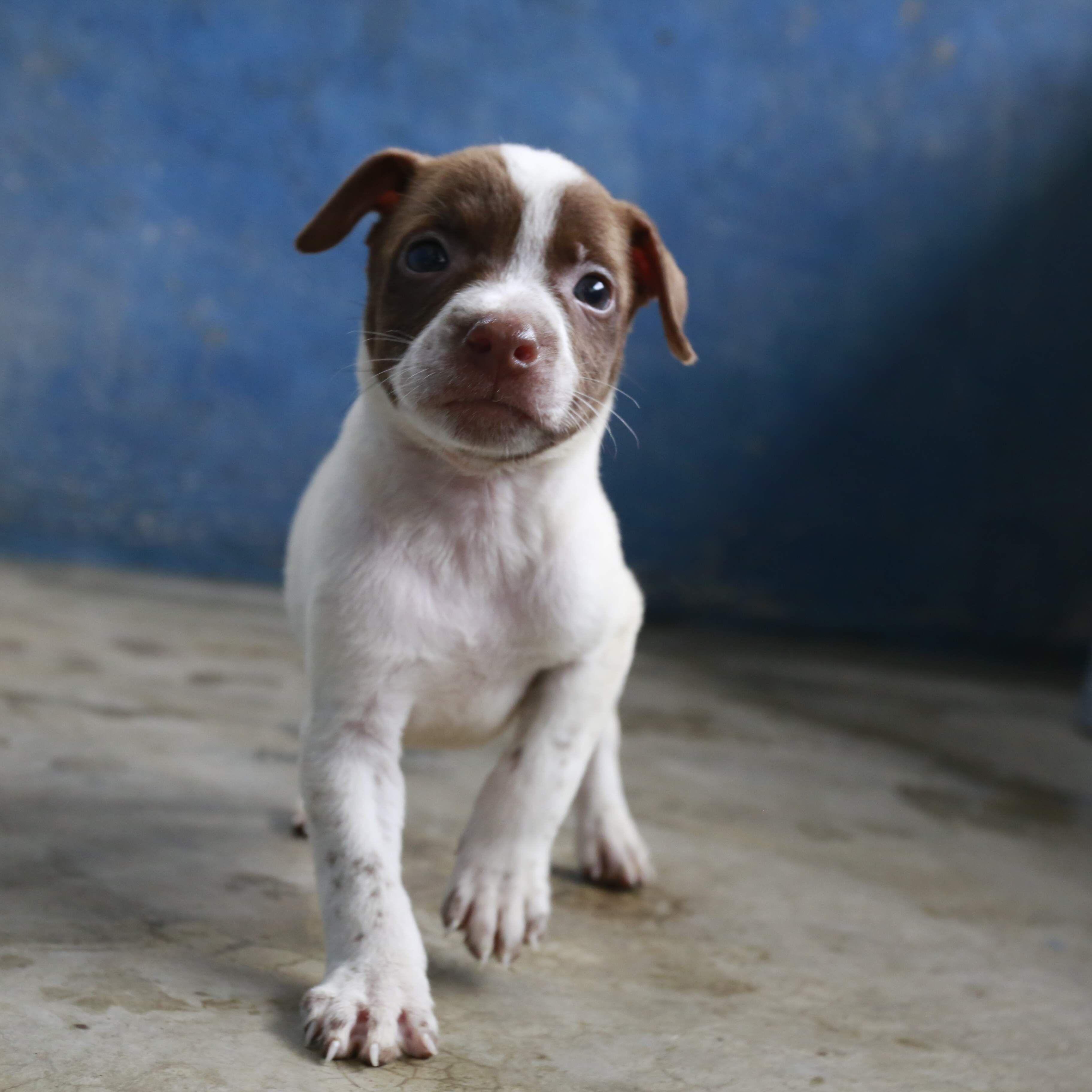 A lei prevê penalidades para quem praticar maus-tratos contra animais