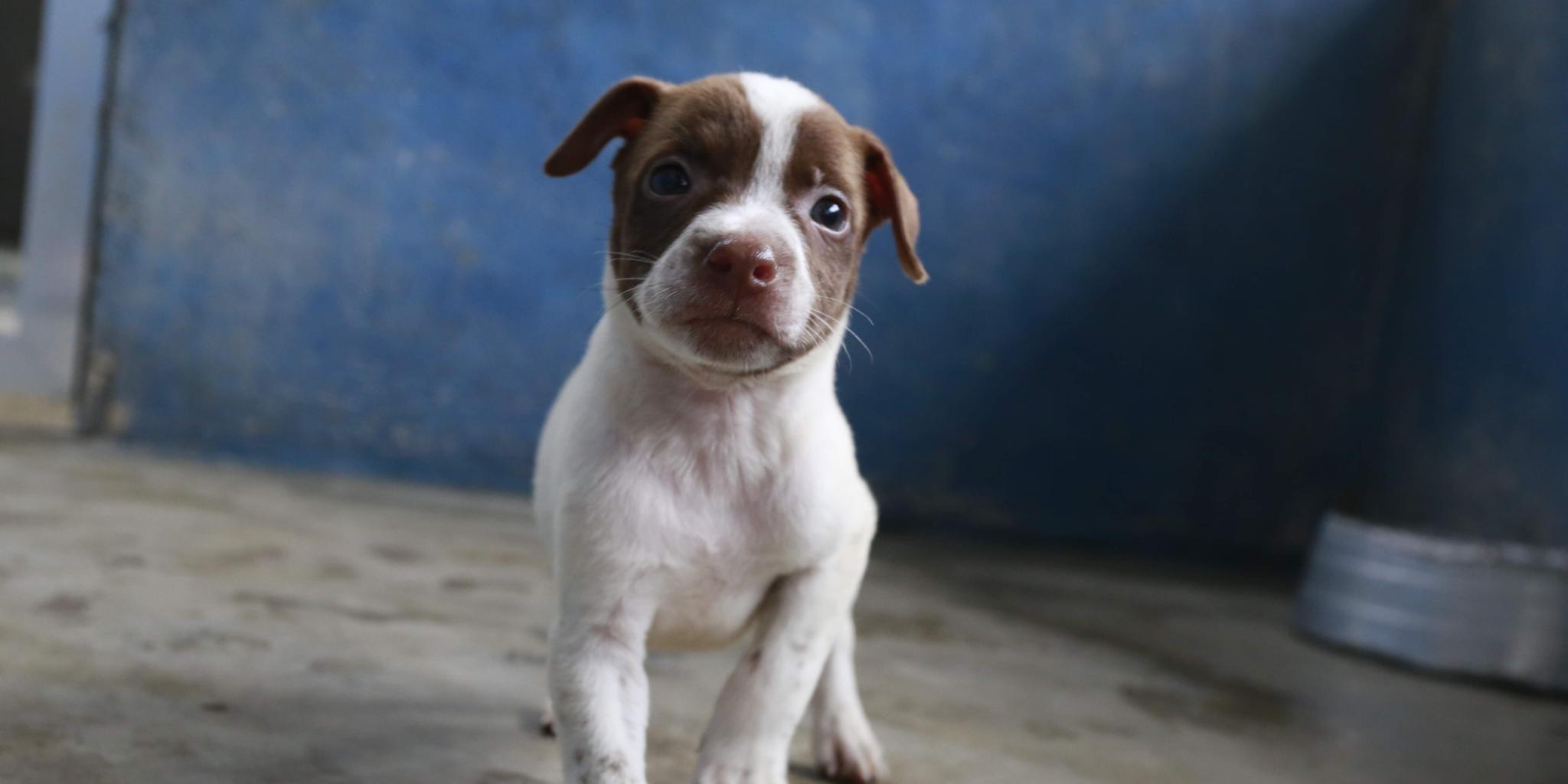 A lei prevê penalidades para quem praticar maus-tratos contra animais