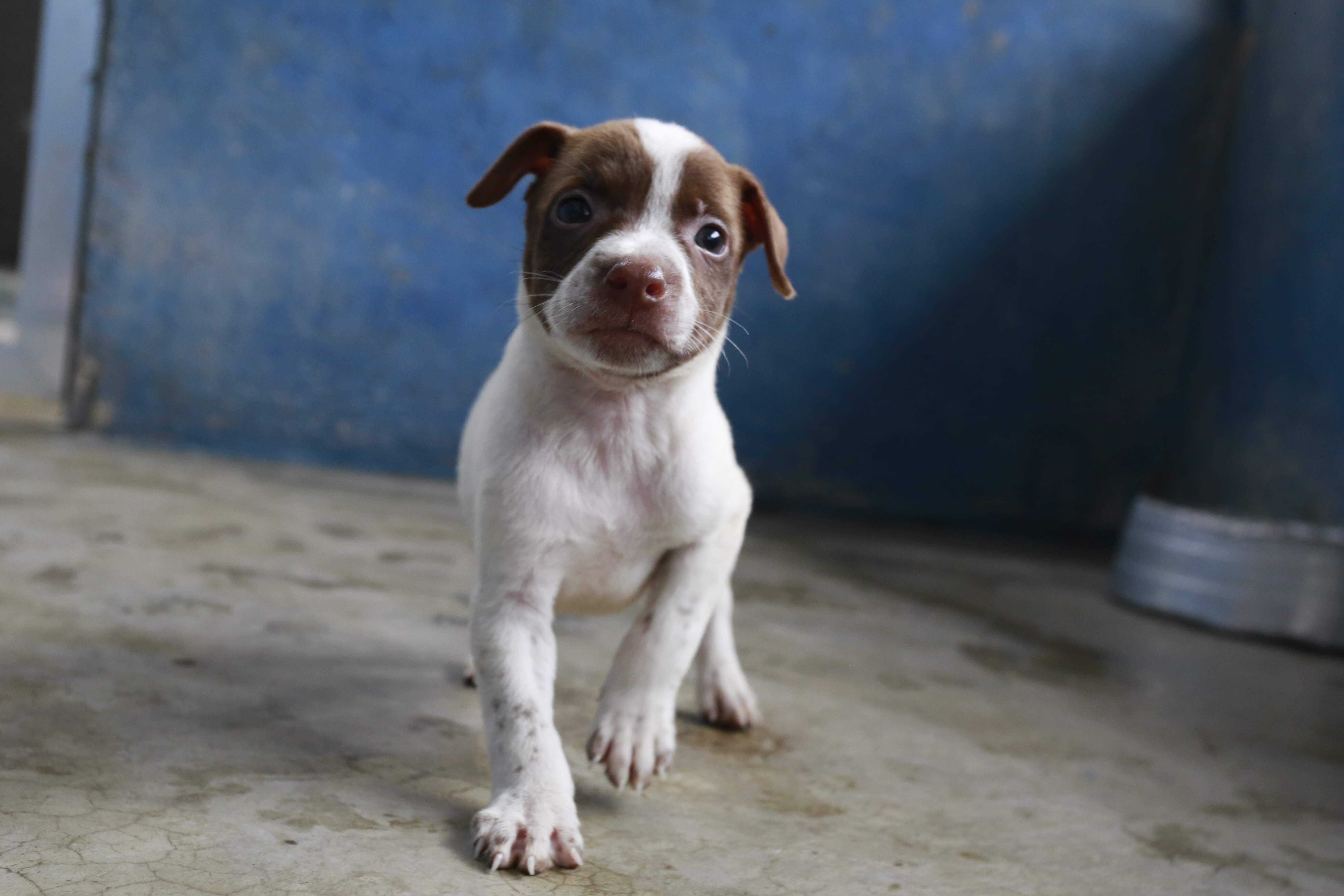 A lei prevê penalidades para quem praticar maus-tratos contra animais