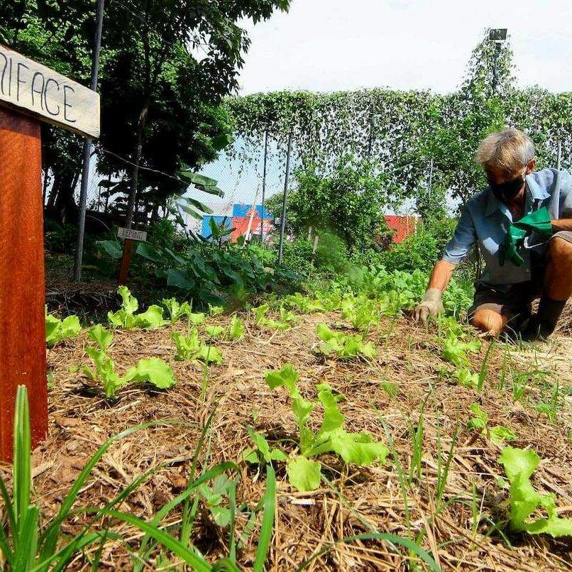 Na área atrás da Estação da Cidadania, uma horta comunitária já colhe frutas, verduras e legumes