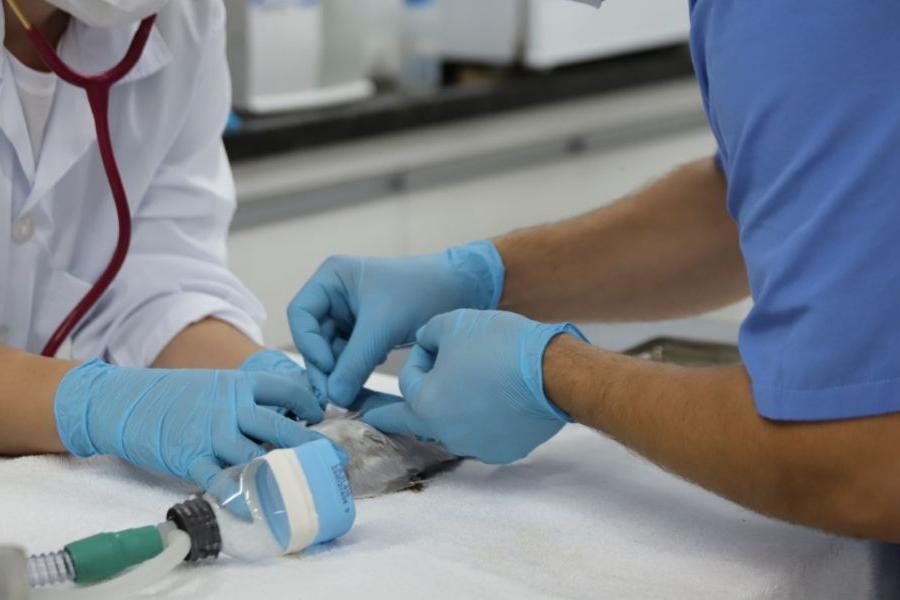 Os implantes de ouro em pontos de acupuntura são utilizados em casos de doenças articulares