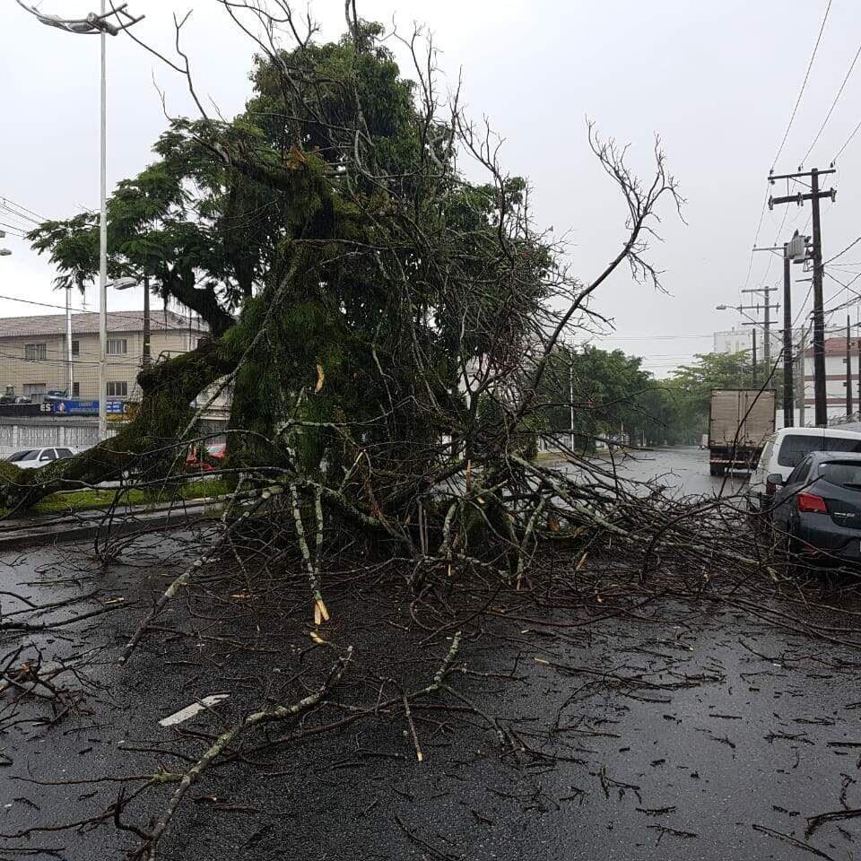 Entre janeiro e este mês, 63 árvores caíram na Cidade; total de equipes operacionais irá de cinco para 13