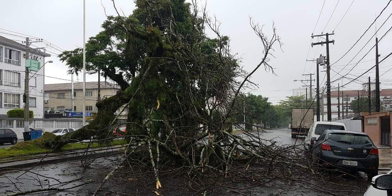 Entre janeiro e este mês, 63 árvores caíram na Cidade; total de equipes operacionais irá de cinco para 13