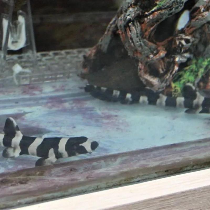 Animais podem ser visitados no parque até janeiro