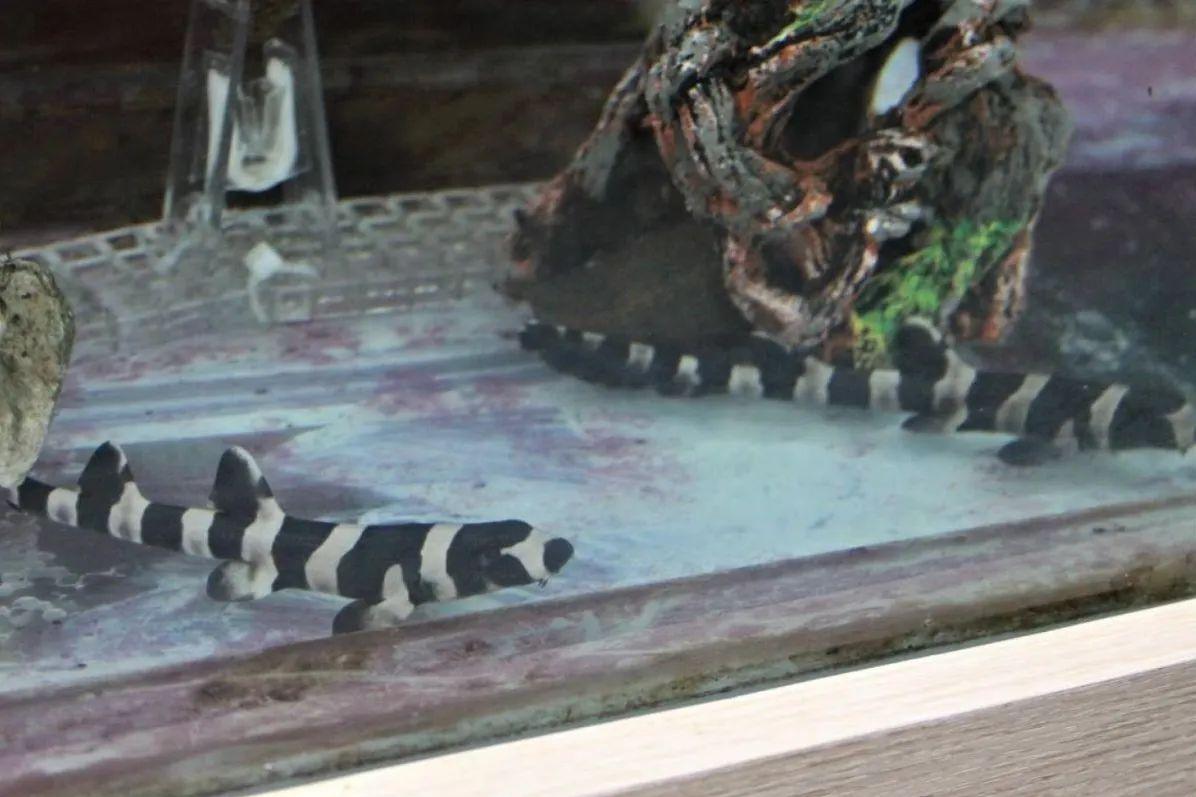 Animais podem ser visitados no parque até janeiro