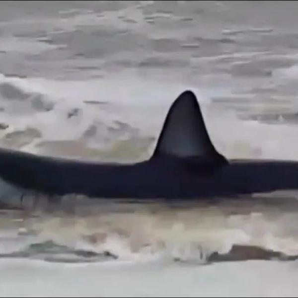 Tubarão é da espécie conhecida por ser muito agressiva, e o mais rápido do mundo