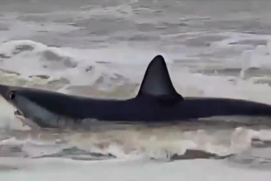 Tubarão é da espécie conhecida por ser muito agressiva, e o mais rápido do mundo