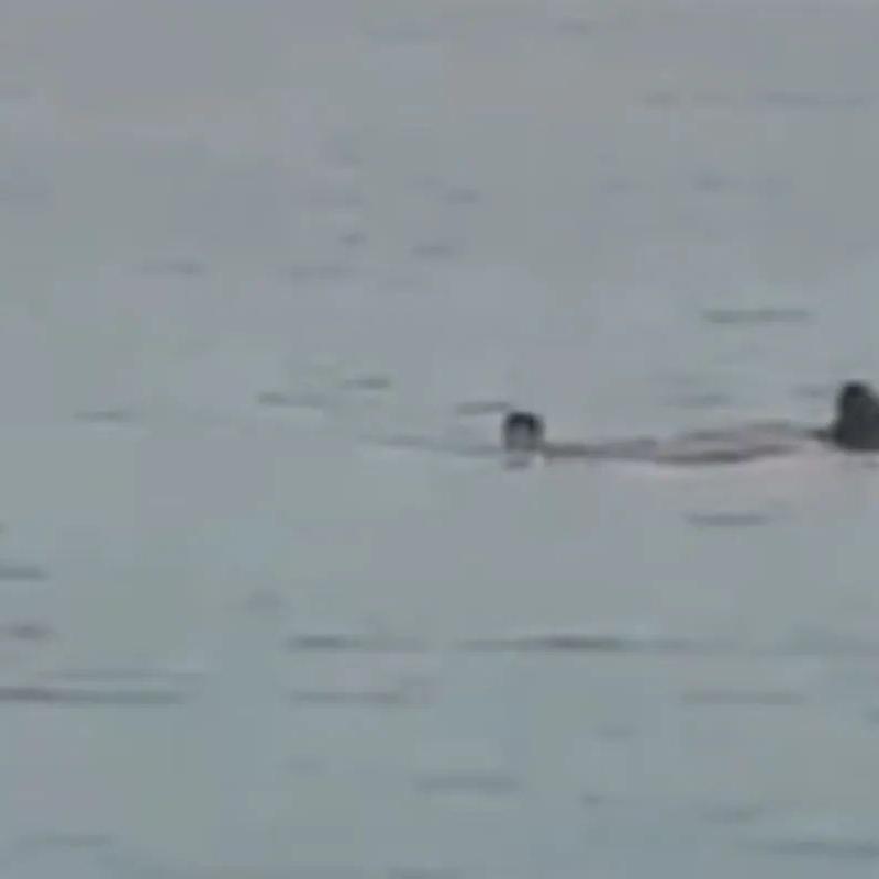 Tubarão atacou turista em praia considerada segura