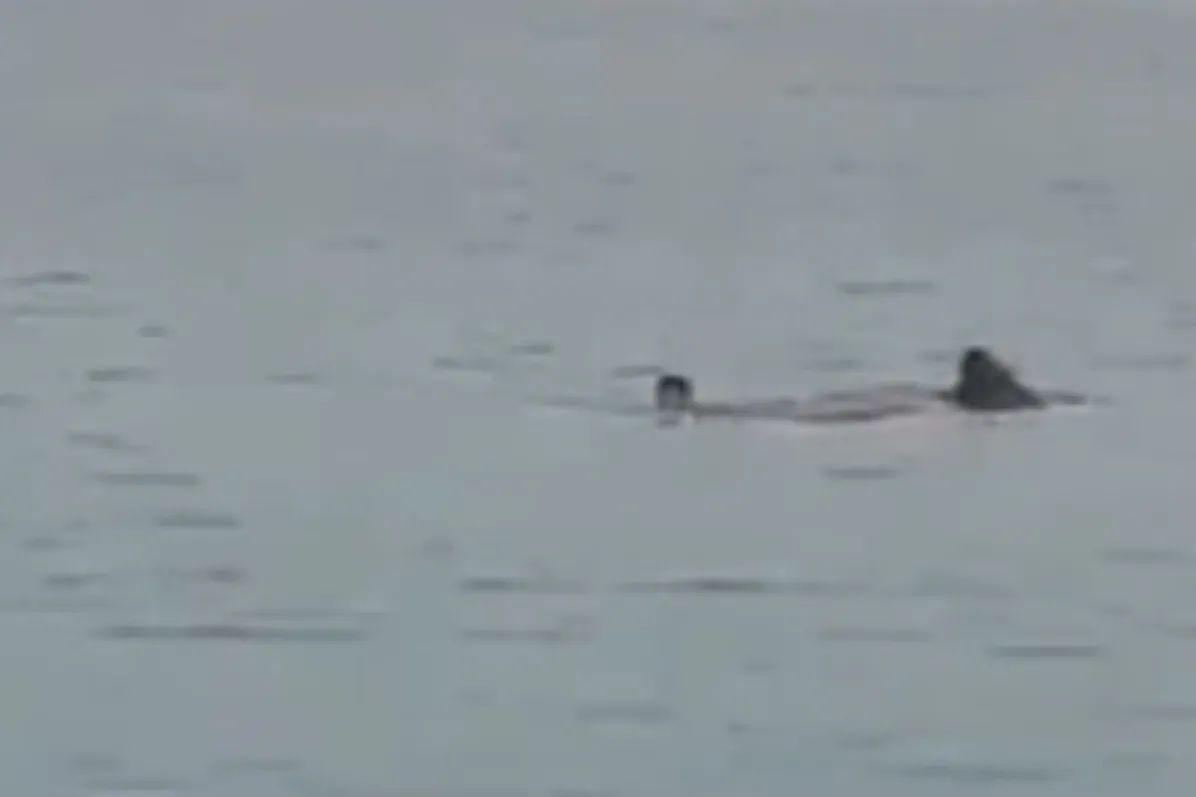 Tubarão atacou turista em praia considerada segura