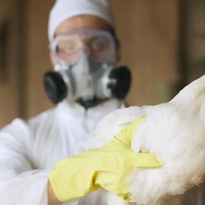 Gripe aviária leva Brasil a decretar emergência zoossanitária