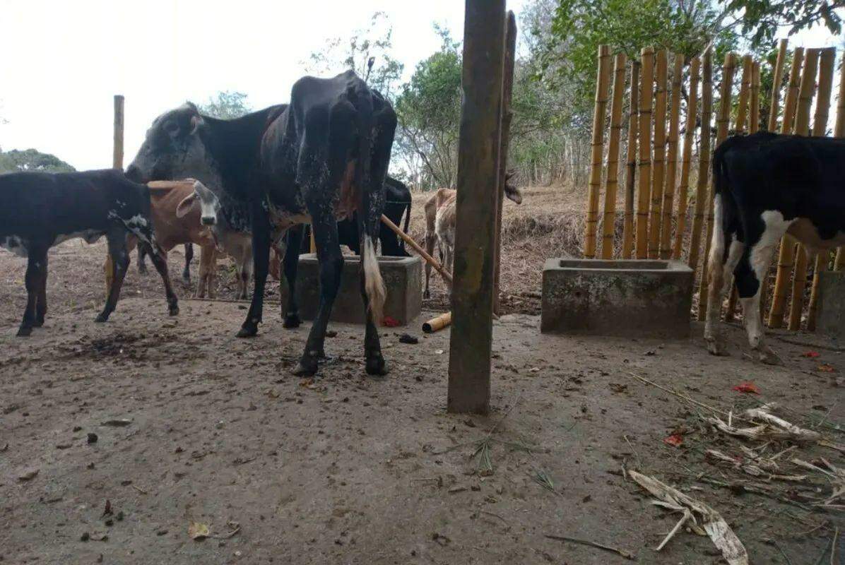 Entre os animais que são atacados, estão vacas, bois, cavalos e aves