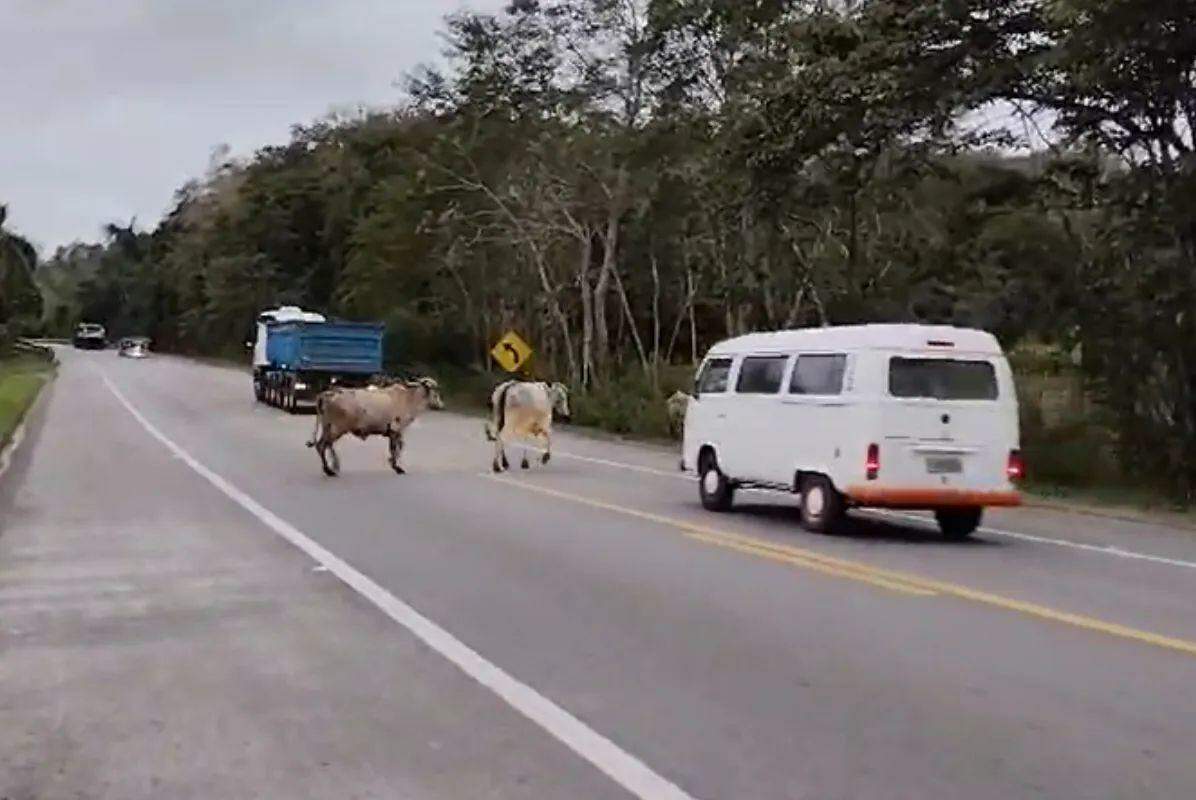 Os dois bois tiveram que ser retirados da via