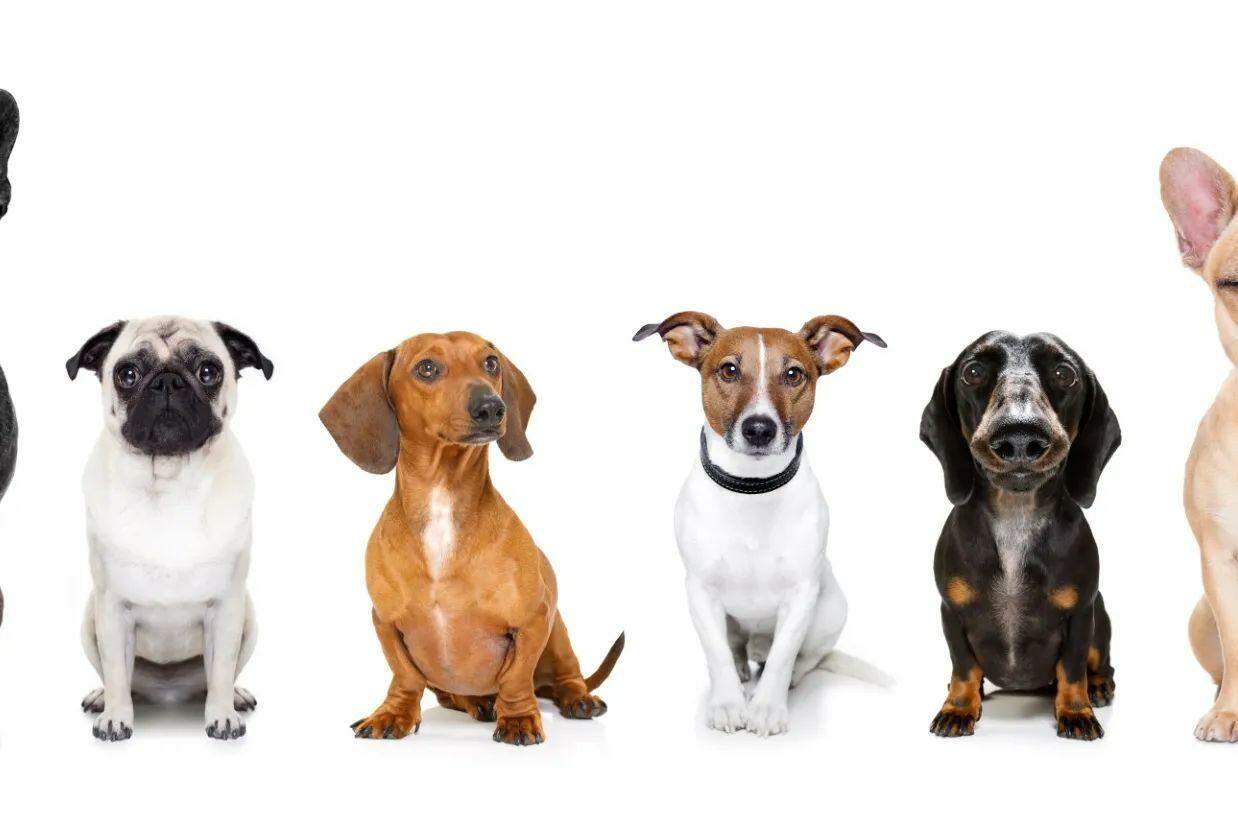 Os animais levam alegria para à casa, no entanto, são também uma grande responsabilidade