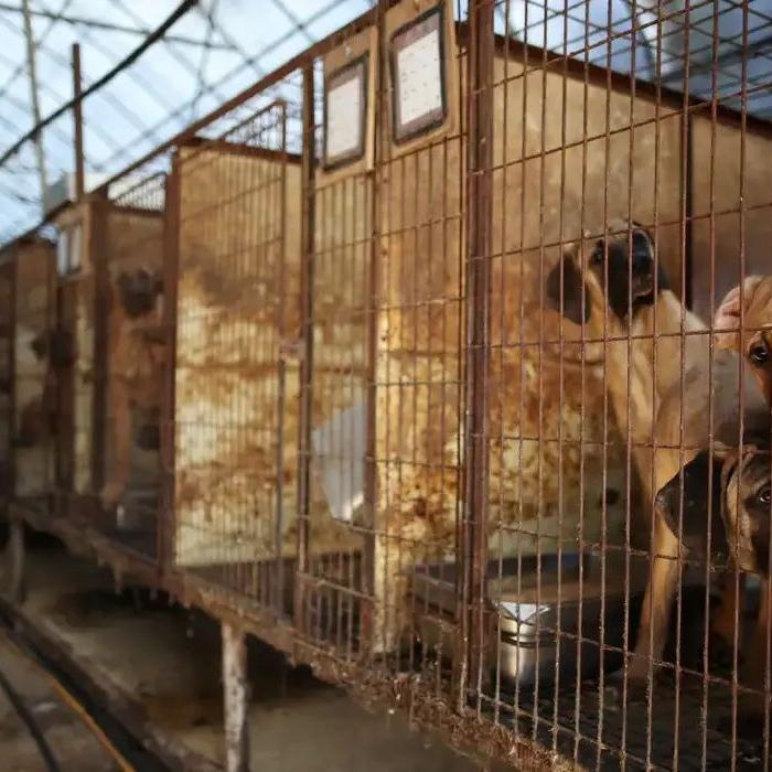 Governo punirá a prática com dois a três anos de prisão