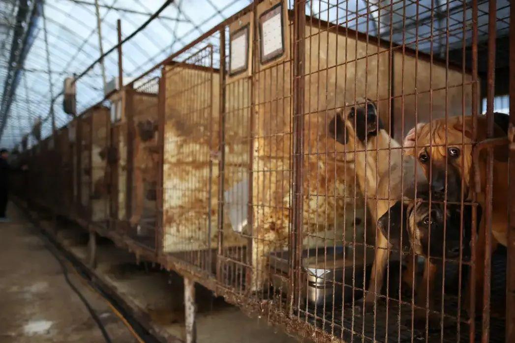 Governo punirá a prática com dois a três anos de prisão