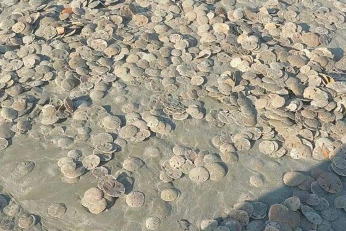 Animais foram vistos na Praia do Itararé durante o feriado de Carnaval