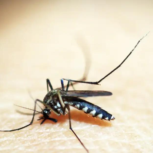 Além do incômodo das picadas, os mosquitos podem transmitir doenças, o que torna a prevenção ainda mais importante