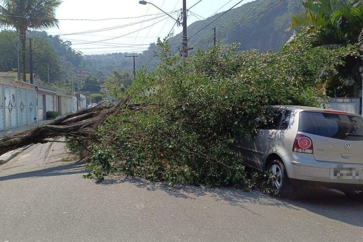 O vento forte acabou derrubando uma árvore em cima de um carro na manhã desta quinta-feira (12) (Arquivo Pessoal/Solange Braz)