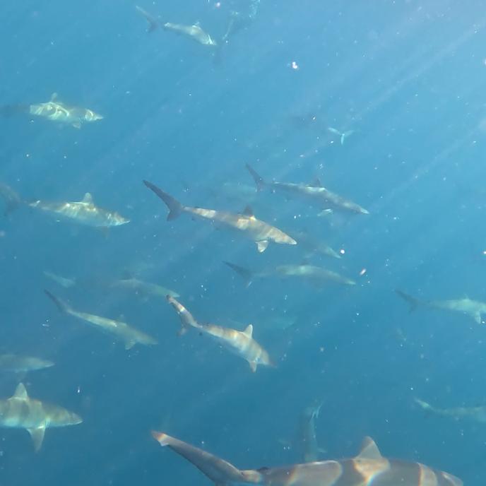 As águas que cercam Alcatrazes são conhecidas por sua alta biodiversidade,