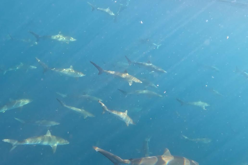As águas que cercam Alcatrazes são conhecidas por sua alta biodiversidade,