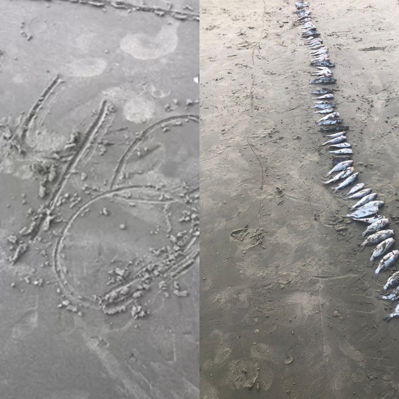 O que mais chamou a atenção de Luize foi o fato de que, ao acessar o site da Companhia Ambiental do Estado de São Paulo (CETESB), a praia estava indicada como própria para o banho