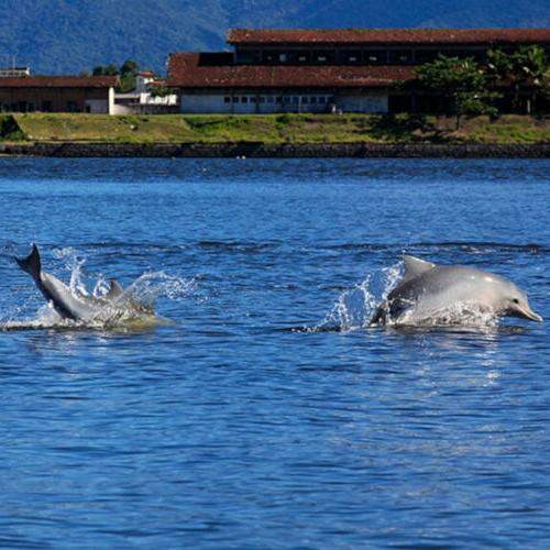 Na baía de Cananéia, o turista pode fazer passeios de barco e ser acompanhado por golfinhos