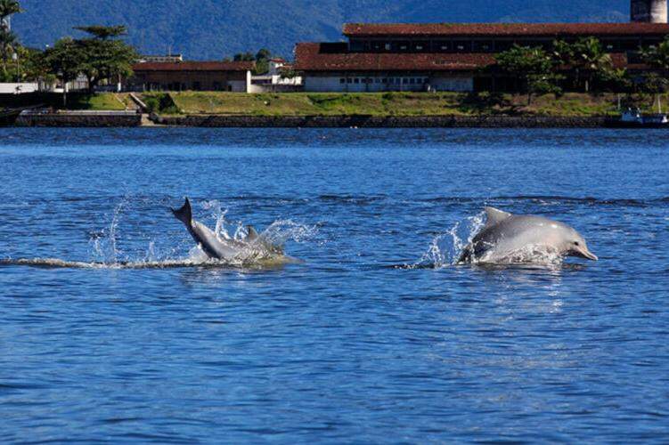 Na baía de Cananéia, o turista pode fazer passeios de barco e ser acompanhado por golfinhos