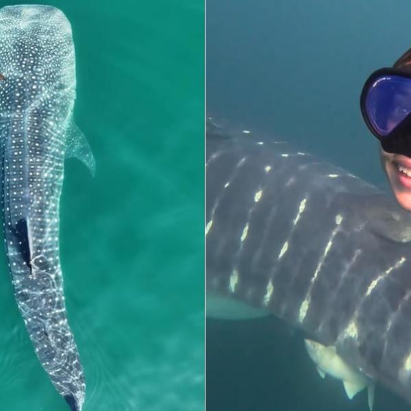 O casal nadou ao lado do gigante dos mares, cuja espécie está em extinção: "maravilhoso!"