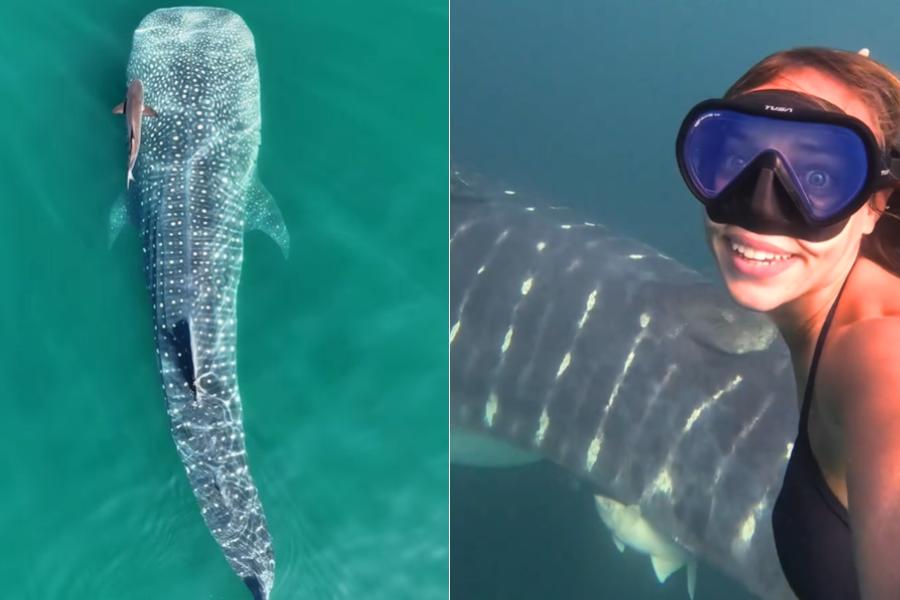 O casal nadou ao lado do gigante dos mares, cuja espécie está em extinção: "maravilhoso!"