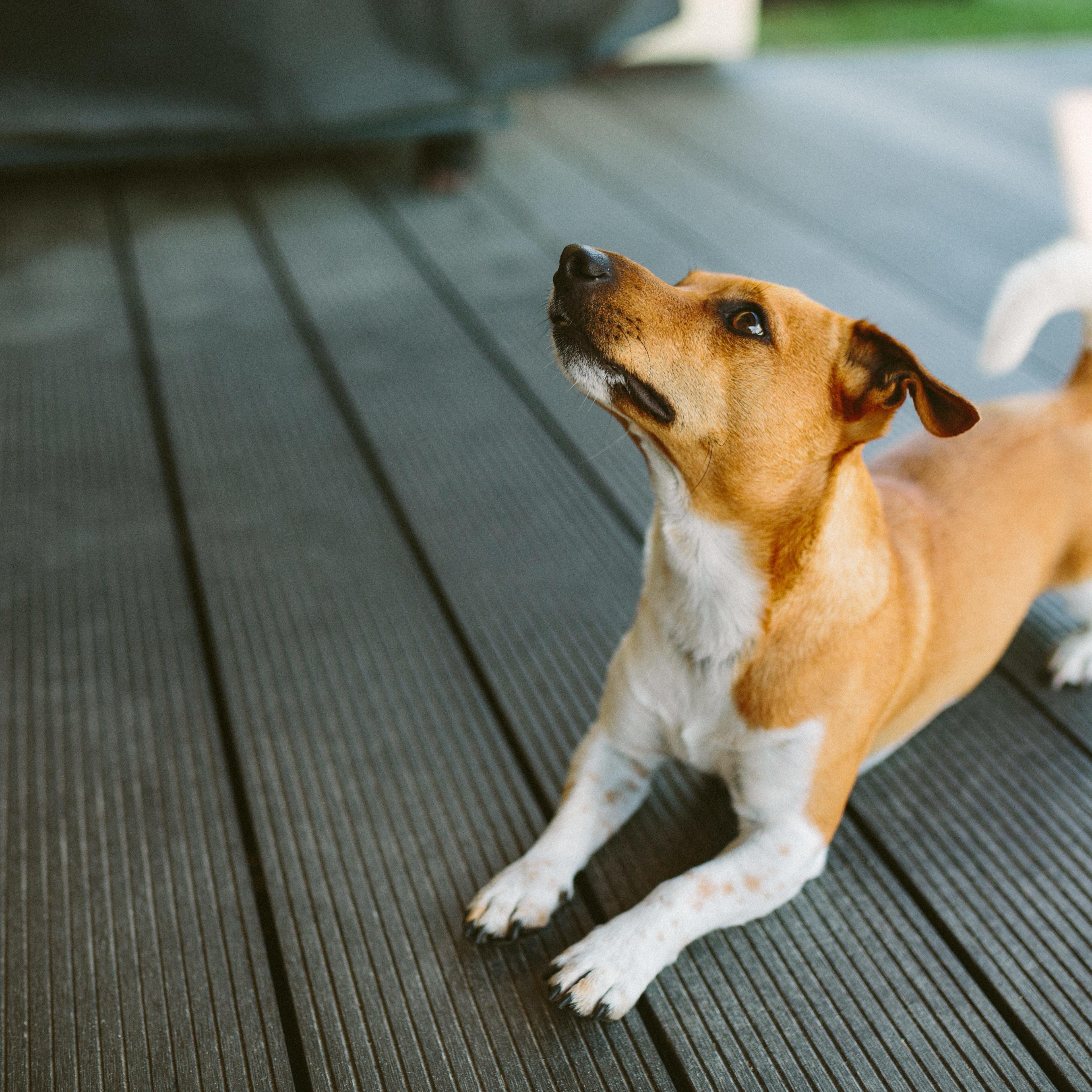 Segundo o processo de aprendizagem é similar ao que ocorre em crianças de cerca de 18 meses