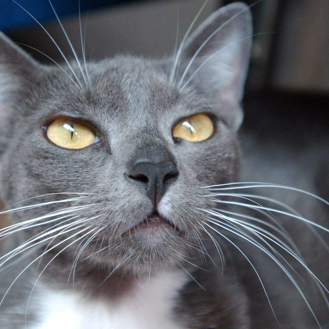Gatos, uma história com a humanidade