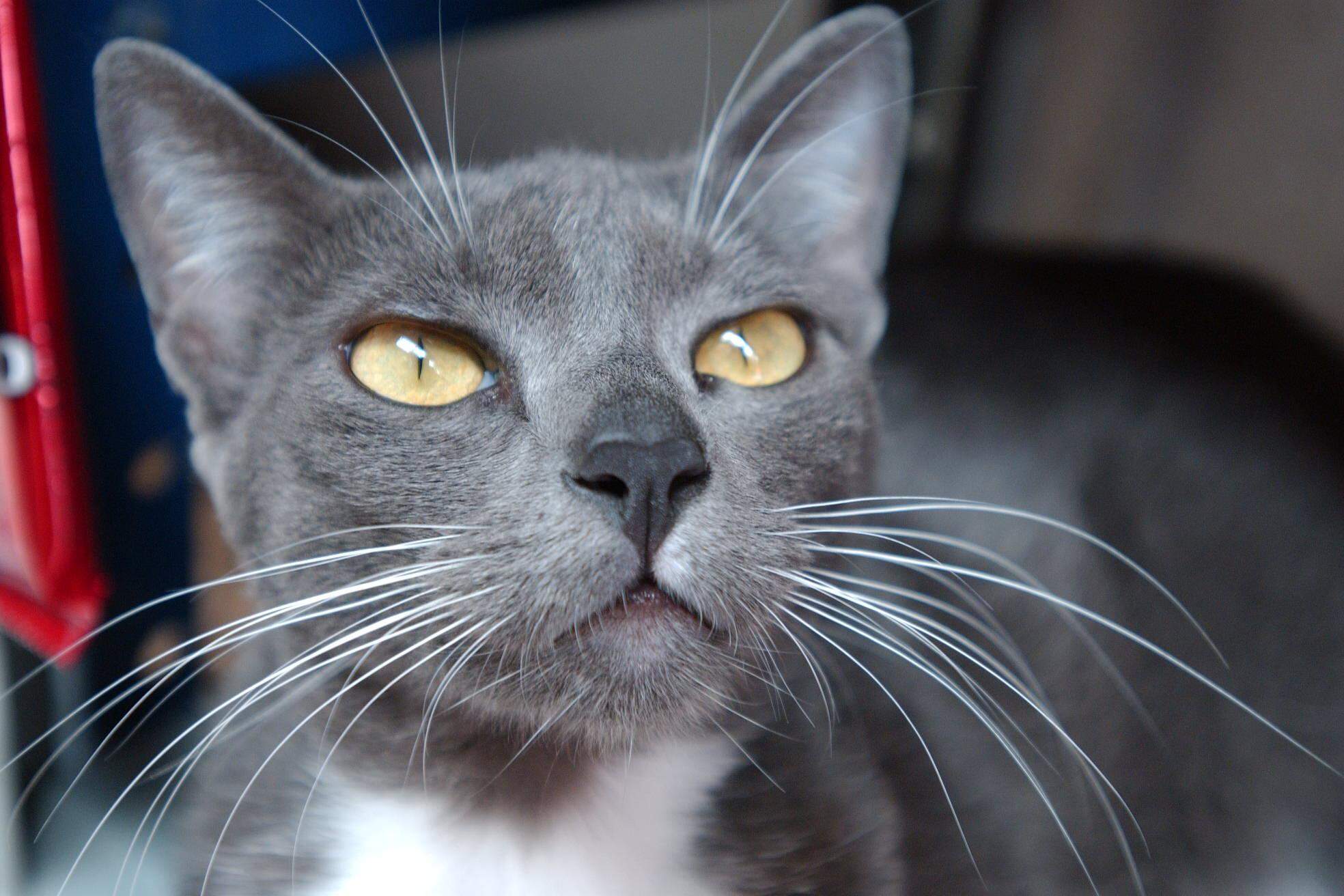 Gatos, uma história com a humanidade