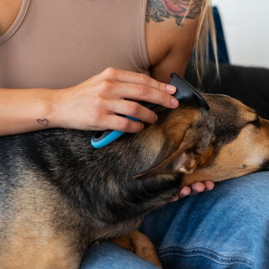 Há indícios de que o contato físico com os animais ativa áreas do cérebro ligadas ao bem-estar e à produção de substâncias como a ocitocina