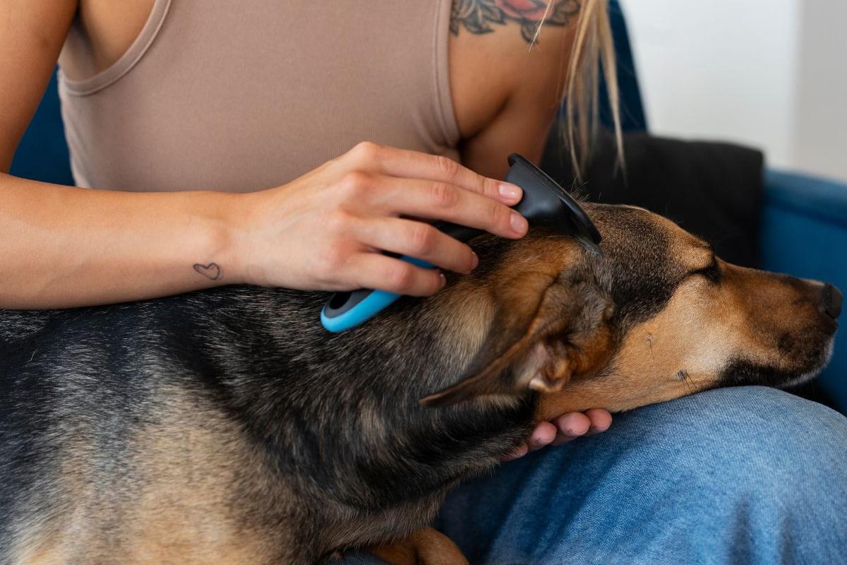 Há indícios de que o contato físico com os animais ativa áreas do cérebro ligadas ao bem-estar e à produção de substâncias como a ocitocina