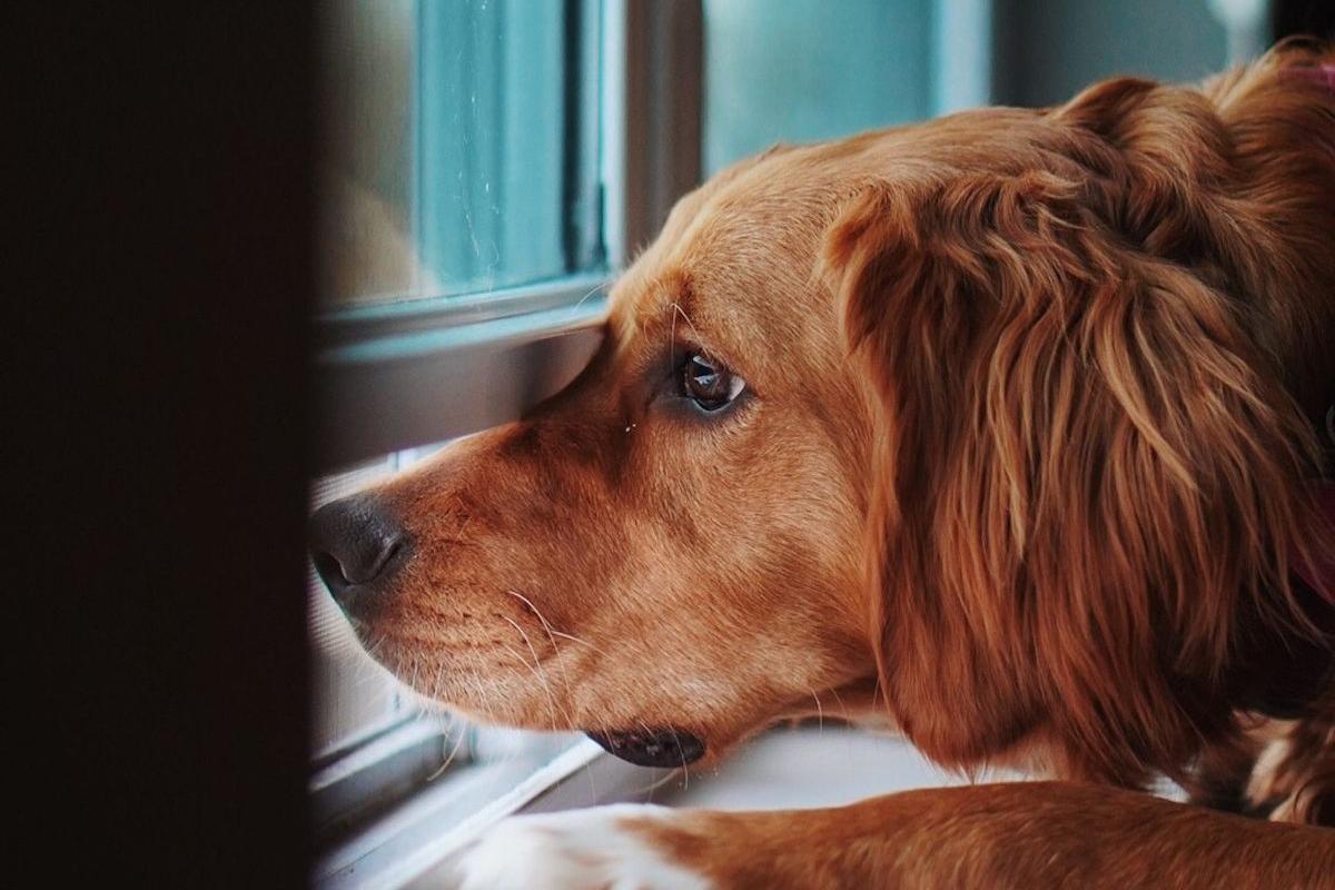 Entrada de animais em comércios e restaurantes de Santos é rejeitada na Câmara